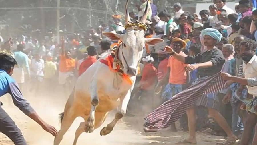 ಶಿವಮೊಗ್ಗ: ಹೋರಿ ಬೆದರಿಸುವ ಸ್ಪರ್ಧೆ ವೇಳೆ ಅವಘಡ, ಗೂಳಿ ತಿವಿದು ಇಬ್ಬರ ದುರ್ಮರಣ