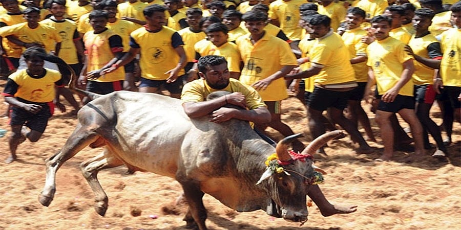 ತಮಿಳು ನಾಡು: ಮದುರೈಯ ಅವನಿಯಪುರಂನಲ್ಲಿ ಜಲ್ಲಿಕಟ್ಟು ವೇಳೆ ಹೋರಿ ತಿವಿದು 60 ಮಂದಿಗೆ ಗಾಯ