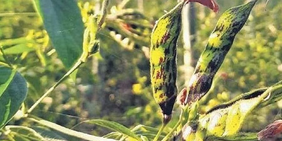 ಕಲಬುರಗಿ: ಕೊಳೆ ರೋಗದಿಂದಾಗಿ 1.98 ಲಕ್ಷ ಹೆಕ್ಟೇರ್‌ ತೊಗರಿ ಬೆಳೆ ನಾಶ; ಸರ್ಕಾರಕ್ಕೆ ಸಮಗ್ರ ವರದಿ ಸಲ್ಲಿಕೆ