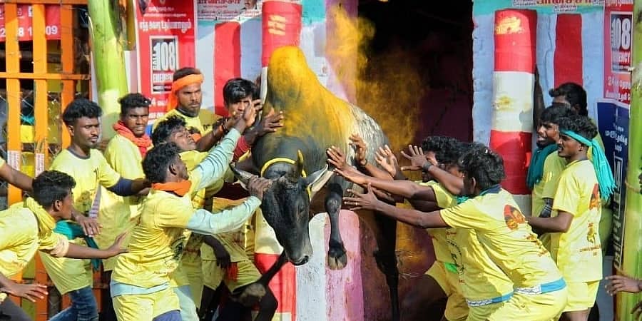 ಜಲ್ಲಿಕಟ್ಟು ಸ್ಪರ್ಧೆ: ತಮಿಳುನಾಡಿನಲ್ಲಿ ಇಬ್ಬರು ಸಾವು; ತಲಾ 3 ಲಕ್ಷ ರೂ. ಪರಿಹಾರ ಘೋಷಿಸಿದ ಸಿಎಂ ಸ್ಟಾಲಿನ್