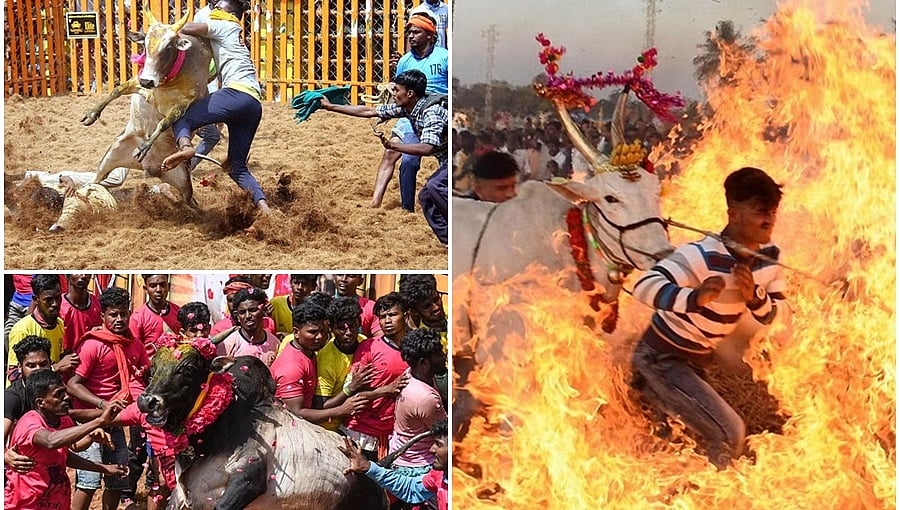 ತಮಿಳುನಾಡಿನಲ್ಲಿ ಪೊಂಗಲ್ ಸಂಭ್ರಮಾಚರಣೆ: ಮೈ ಜುಮ್ಮೆನ್ನುವ 'ಜಲ್ಲಿಕಟ್ಟು' ರೋಚಕ ಫೋಟೋಗಳು!