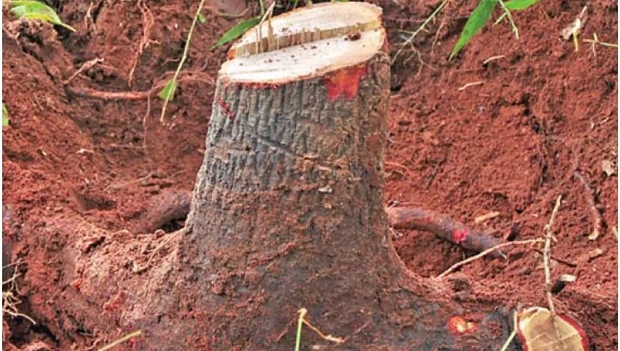 ಶ್ರೀಗಂಧದ ಮರಗಳ ರಕ್ಷಣೆಗೆ ರಾಜ್ಯ ಸರ್ಕಾರ ಮುಂದು: ಶೀಘ್ರದಲ್ಲೇ ಸಿಸಿಟಿವಿ, ಭದ್ರತಾ ಸಿಬ್ಬಂದಿ ನಿಯೋಜನೆ!