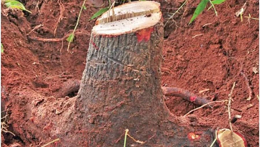 ಶ್ರೀಗಂಧದ ಮರಗಳ ರಕ್ಷಣೆಗೆ ರಾಜ್ಯ ಸರ್ಕಾರ ಮುಂದು: ಶೀಘ್ರದಲ್ಲೇ ಸಿಸಿಟಿವಿ, ಭದ್ರತಾ ಸಿಬ್ಬಂದಿ ನಿಯೋಜನೆ!