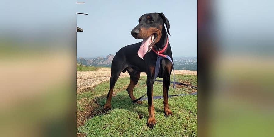 ರಾಮನಗರ: 250 ಪ್ರಕರಣದ ಬೇಧಿಸಿದ್ದ 'ರಾಮ್' ಹೃದಯಾಘಾತದಿಂದ ಸಾವು: ಸಕಲ ಸರ್ಕಾರಿ ಗೌರವಗಳೊಂದಿಗೆ ಅಂತ್ಯಕ್ರಿಯೆ!