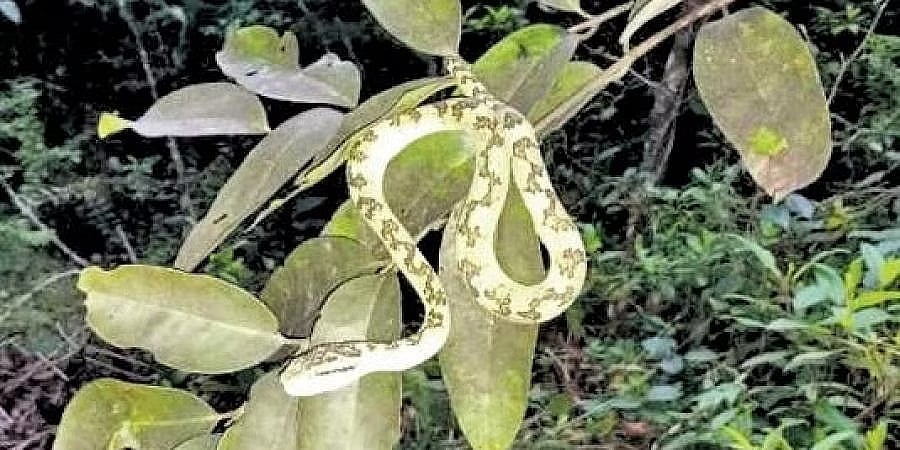 ಕಳಸ: ಅಳಿವಿನಂಚಿನಲ್ಲಿರುವ ಅತ್ಯಂತ ಅಪರೂಪದ 'ಬ್ಯಾಂಬೂ ಪಿಟ್ ವೈಪರ್' ಹಾವು ಪತ್ತೆ!