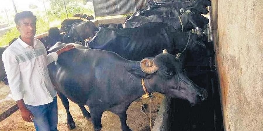 ಬಿಟೆಕ್, ಎಂಬಿಎಯಿಂದ ಹೈನುಗಾರಿಕೆಗೆ: ದನದ ಕೊಟ್ಟಿಗೆಯಲ್ಲಿ ಬದುಕು ಕಂಡುಕೊಂಡ ಪದವೀಧರರು!