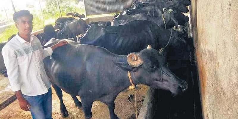ಬಿಟೆಕ್, ಎಂಬಿಎಯಿಂದ ಹೈನುಗಾರಿಕೆಗೆ: ದನದ ಕೊಟ್ಟಿಗೆಯಲ್ಲಿ ಬದುಕು ಕಂಡುಕೊಂಡ ಪದವೀಧರರು!