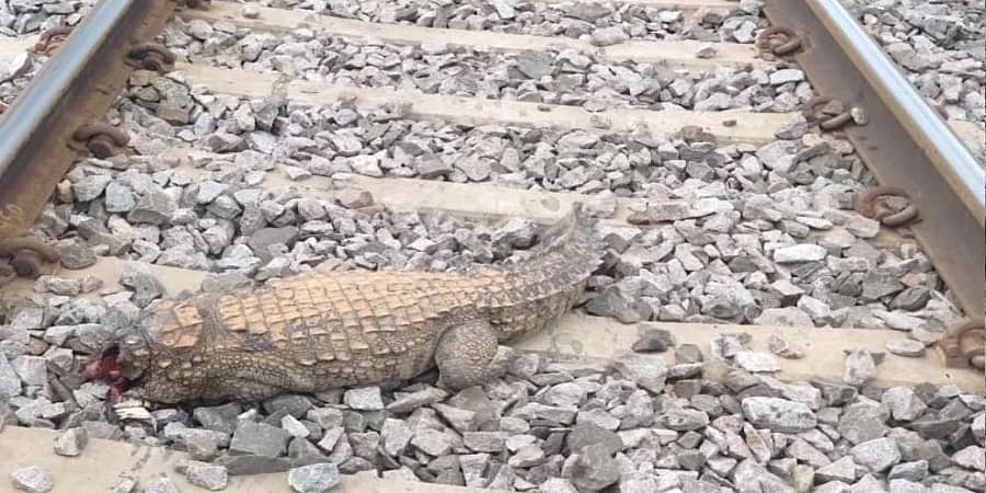 ಗದಗ: ರೈಲಿಗೆ ಸಿಲುಕಿ ಎಂಟು ಅಡಿ ಉದ್ದದ ಮೊಸಳೆ ಸಾವು