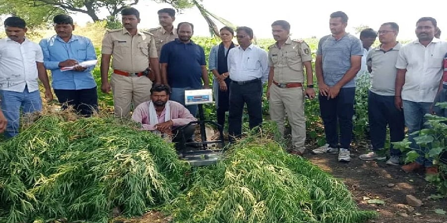 ಬೀದರ್: ಜಮೀನಿನಲ್ಲಿ ಗಾಂಜಾ ಬೆಳೆದಿದ್ದ ರೈತನ ಬಂಧನ, 25.54 ಲಕ್ಷ ರೂ. ಮೌಲ್ಯದ ಗಿಡಗಳು ವಶಕ್ಕೆ!