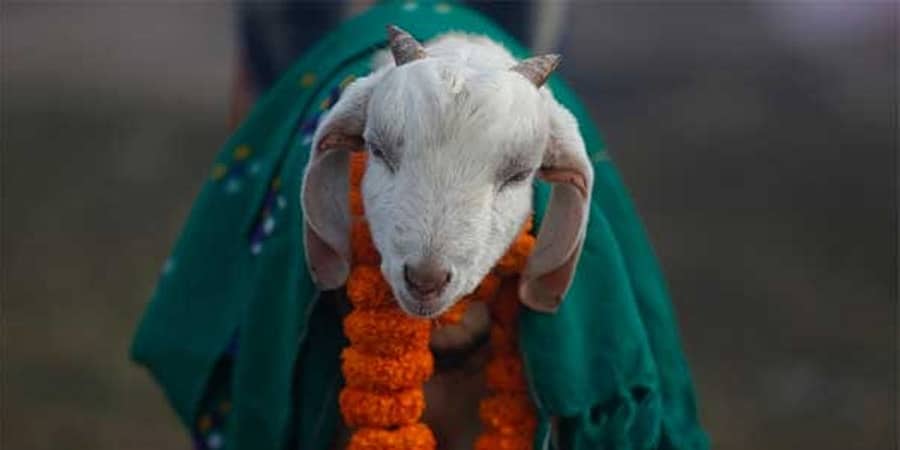ಬೆಂಗಳೂರು: ದೇವಸ್ಥಾನದ ಬಳಿ ಕುರಿ ಬಲಿ ನೀಡಿದ ಮೂವರ ವಿರುದ್ಧ ಎಫ್ಐಆರ್!