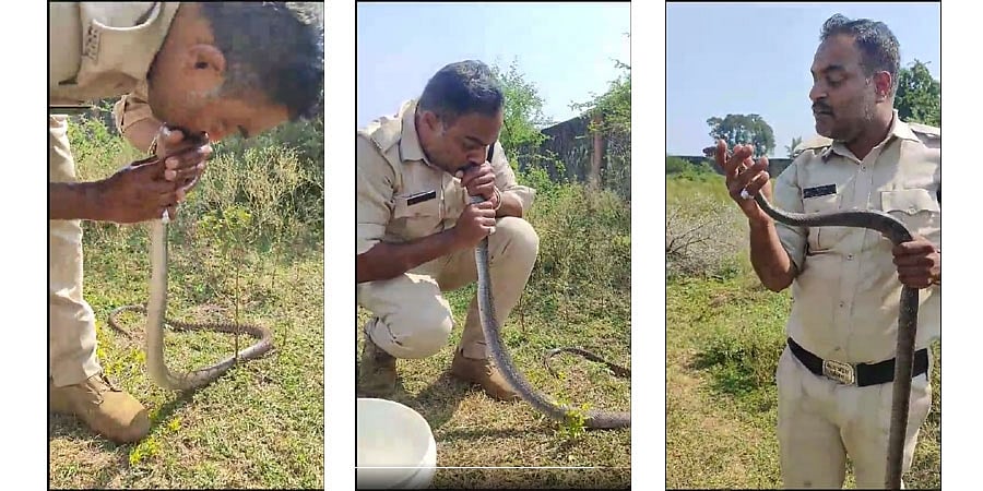 CPR For Snake: ಪ್ರಜ್ಞೆ ತಪ್ಪಿ ಬಿದಿದ್ದ ಹಾವಿಗೆ ಬಾಯಿಂದ ಕೃತಕ ಉಸಿರಾಟ ನೀಡಿ ಜೀವದಾನ, ಪೊಲೀಸ್ ಸಿಬ್ಬಂದಿ ಕಾರ್ಯಕ್ಕೆ ಎಲ್ಲೆಡೆ ಮೆಚ್ಚುಗೆ