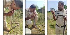 CPR For Snake: ಪ್ರಜ್ಞೆ ತಪ್ಪಿ ಬಿದಿದ್ದ ಹಾವಿಗೆ ಬಾಯಿಂದ ಕೃತಕ ಉಸಿರಾಟ ನೀಡಿ ಜೀವದಾನ, ಪೊಲೀಸ್ ಸಿಬ್ಬಂದಿ ಕಾರ್ಯಕ್ಕೆ ಎಲ್ಲೆಡೆ ಮೆಚ್ಚುಗೆ