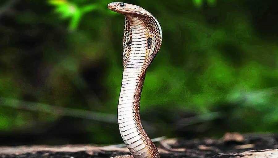 ಹಾವು ಓಡಿಸಲು ಹಾಕಿದ ಹೊಗೆಯಿಂದ ಮನೆಗೆ ಹೊತ್ತಿಕೊಂಡ ಬೆಂಕಿ: ಕುಟುಂಬ ಕಂಗಾಲು