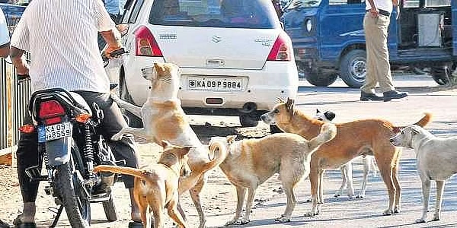 ಬೆಂಗಳೂರಿನಲ್ಲಿ ನಾಯಿ ಕಡಿತ ಪ್ರಕರಣ ಕಳೆದ ವರ್ಷಕ್ಕಿಂತ ಹೆಚ್ಚಳ