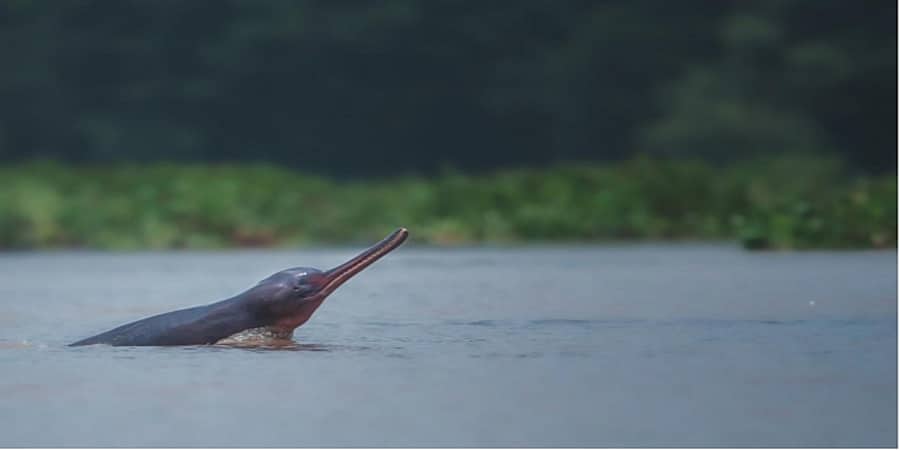 ಭಾರತದಲ್ಲಿ ಡಾಲ್ಫಿನ್ ಸಂರಕ್ಷಣೆ