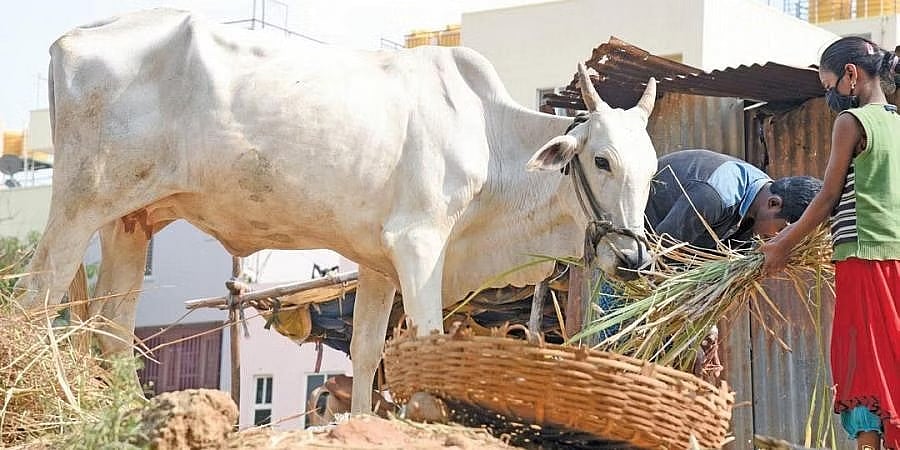 ಜಾನುವಾರುಗಳಿಗೂ ತಟ್ಟಿದ ಬರದ ಬಿಸಿ: ದುಪ್ಪಟ್ಟು ಬೆಲೆ ತೆತ್ತು ಆಂಧ್ರಪ್ರದೇಶದಿಂದ ಮೇವು ಖರೀದಿಸುತ್ತಿರುವ ರೈತರು!
