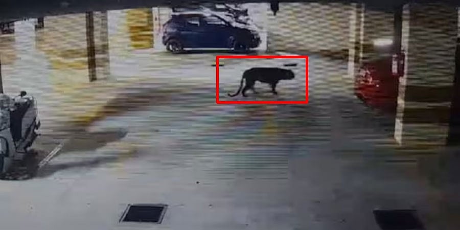 Leopard in Bengaluru: ಬೆಂಗಳೂರಿನಲ್ಲಿ ಚಿರತೆ ಹಾವಳಿ: ವಿಶೇಷ ಕಾರ್ಯಪಡೆಗೆ ಫೆ.1ರಿಂದ 500ಕ್ಕೂ ಹೆಚ್ಚು ದೂರು