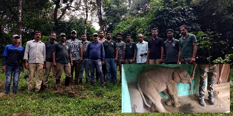 ಆನೆ ಹಿಂಡಿನಿಂದ ಬೇರ್ಪಟ್ಟ ನವಜಾತ ಆನೆ ಮರಿ ಮರಳಿ ತಾಯಿ ಮಡಿಲಿಗೆ..
