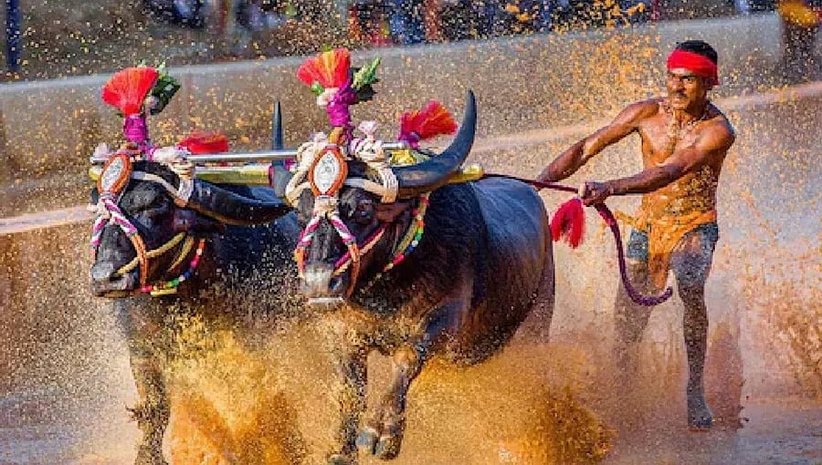ಬೆಂಗಳೂರು ಕಂಬಳ: ಐಶ್ವರ್ಯ ರೈ, ಅನುಷ್ಕಾ ಶೆಟ್ಟಿ ಭಾಗಿ!