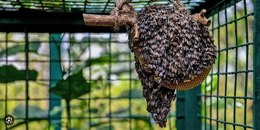 ತುಮಕೂರು: ಹೆಜ್ಜೇನು ದಾಳಿಗೆ ಓರ್ವ ಬಲಿ, 20ಕ್ಕೂ ಹೆಚ್ಚು ಮಂದಿಗೆ ಗಾಯ