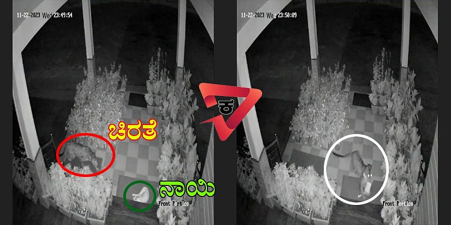 ಕೊಡಗಿನಲ್ಲಿ ಚಿರತೆ ಹಾವಳಿ: ಮನೆ ಮುಂದೆ ಮಲಗಿದ್ದ 3 ನಾಯಿ ಮರಿಗಳ ಸಾವು, ಸಿಸಿಟಿವಿಯಲ್ಲಿ ದೃಶ್ಯ ಸೆರೆ!