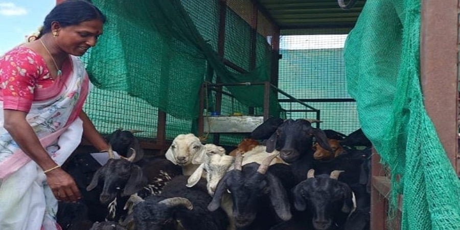 ತೃತೀಯ ಲಿಂಗಿಯ ರೂ.10 ಲಕ್ಷಕ್ಕೂ ಅಧಿಕ ಮೌಲ್ಯದ 50 ಕುರಿ, ಮೇಕೆ ಕಳ್ಳತನ, ಕಳ್ಳರ ಬಂಧನಕ್ಕೆ ಒತ್ತಾಯ