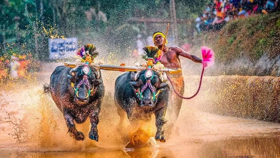 ಹವಾಮಾನ: ಕಂಬಳಕ್ಕೆ ತಂಪೆರೆದ ವರುಣ, ಮಳೆಯಲ್ಲೂ ಕೋಣಗಳ ಭರ್ಜರಿ ಓಟ