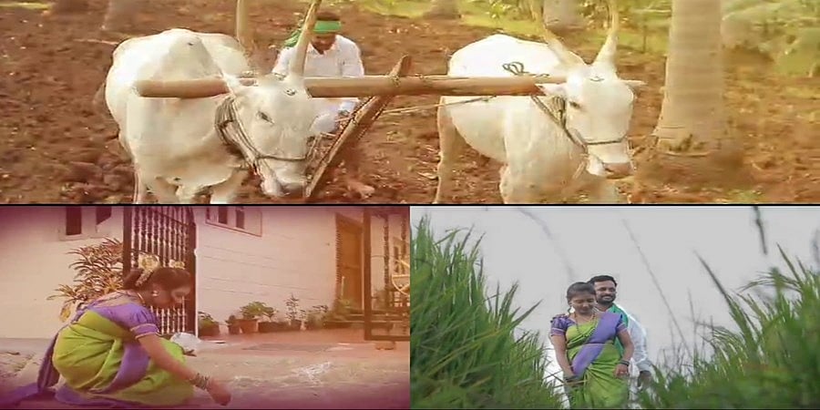 ರೈತರಂತೆ ಫೋಸ್ ಕೊಟ್ಟು ರೈತರ ನಿತ್ಯ ಬದುಕಿನ ಪ್ರಿ ವೆಡ್ಡಿಂಗ್ ಶೂಟ್ ಮಾಡಿಸಿಕೊಂಡ ಜೋಡಿ: ಹಲವರಿಂದ ಮೆಚ್ಚುಗೆ