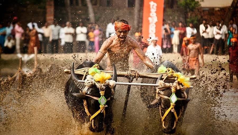 ರೆಡಿ, ಸ್ಟೆಡಿ.. ಗೋ... ಕರಾವಳಿಯ ಕಂಬಳಕ್ಕೆ ಬೆಂಗಳೂರು ಸಜ್ಜು: ಇಂದಿನಿಂದ ಆರಂಭ
