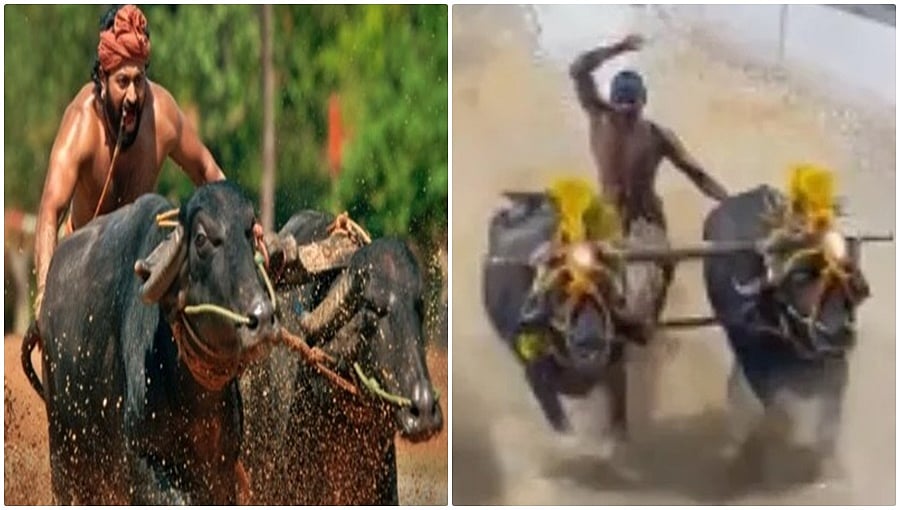ಬೆಂಗಳೂರು ಕಂಬಳ: ಓಟದಲ್ಲಿ ಚಿನ್ನದ ಪದಕ ಗೆದ್ದ 'ಕಾಂತಾರ' ಕೋಣಗಳು!