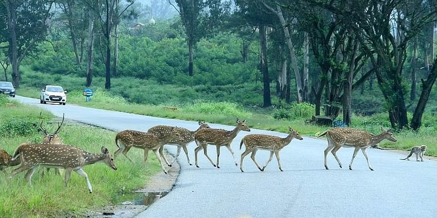 ಬಂಡೀಪುರ ಅರಣ್ಯ ಪ್ರದೇಶದಲ್ಲಿ ಗುಂಡಿನ ಚಕಮಕಿ: ಓರ್ವ ಬೇಟೆಗಾರ ಸಾವು