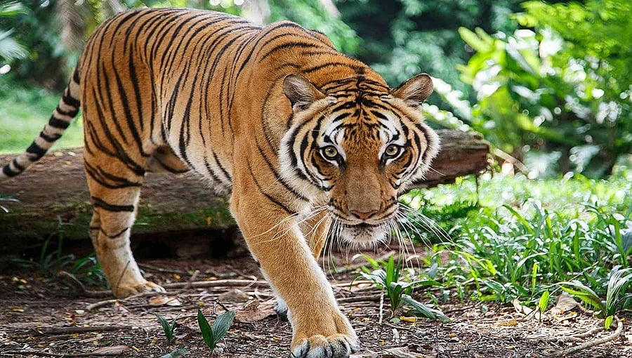 Tiger Attack: ಮೈಸೂರಿನಲ್ಲಿ ಹುಲಿ ದಾಳಿಗೆ ಮತ್ತೊಬ್ಬ ಬಲಿ