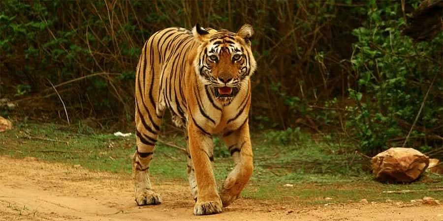 ಮೈಸೂರು: ಗ್ರಾಮಗಳ ಸುತ್ತ ಕಾಣಿಸಿಕೊಂಡ ಹುಲಿ ಸೆರೆಹಿಡಿಯಲು ಕಾರ್ಯಾಚರಣೆ, ವಿಶೇಷ ತಂಡ ರಚನೆ