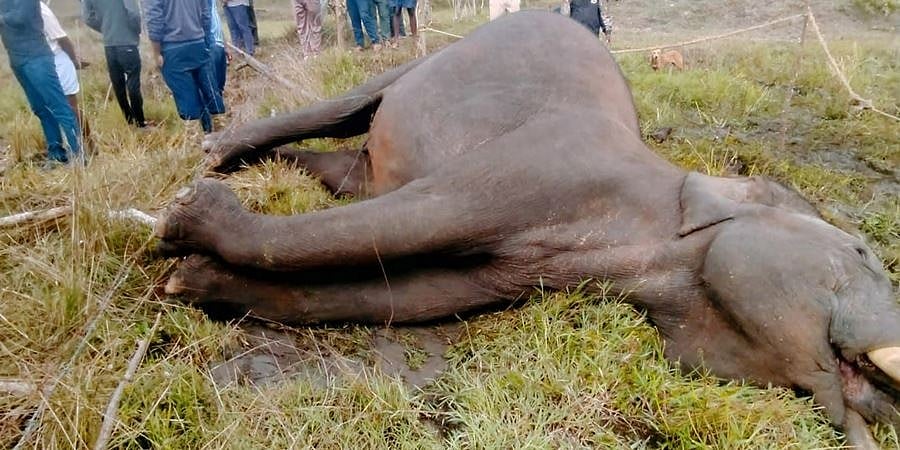 ಮೈಸೂರು: ಕೃಷಿ ಭೂಮಿಯಲ್ಲಿ ವಿದ್ಯುತ್ ಸ್ಪರ್ಶಿಸಿ ಆನೆ ಸಾವು