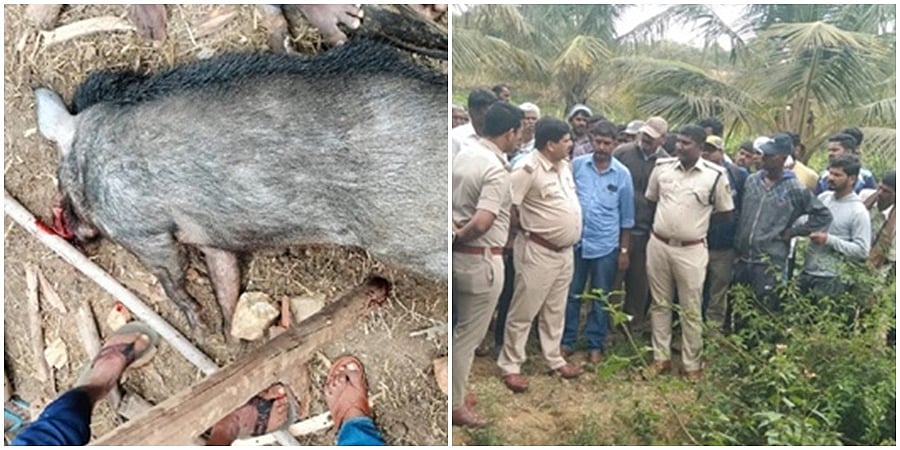 ಹಾಸನ: ಕಾಡು ಹಂದಿ ದಾಳಿಯಿಂದ ರೈತ ಸಾವು, ಇಬ್ಬರು ಮಹಿಳೆಯರಿಗೆ ಗಾಯ, ಗುಂಡಿಟ್ಟು ಕೊಂದ ಅರಣ್ಯಾಧಿಕಾರಿಗಳು