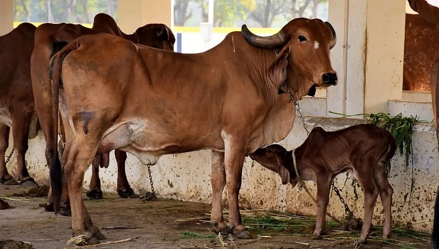ಮತ್ತಷ್ಟು ಗೋಶಾಲೆ ತೆರೆಯಲು ಸರ್ಕಾರ ಸಿದ್ಧ: ಪಶುಸಂಗೋಪನಾ ಸಚಿವ ಕೆ.ವೆಂಕಟೇಶ್