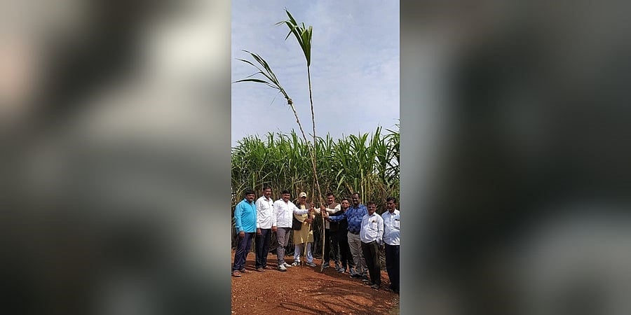 ವಿಜಯಪುರ: ಇಸ್ರೇಲ್ ತಂತ್ರಜ್ಞಾನ ಬಳಸಿ ಕೃಷಿ; ನಿಡಗುಂದಿ ಸಹೋದರರು ಬೆಳೆದ 25 ಅಡಿ ಉದ್ದ ಕಬ್ಬು; ನೋಡುಗರು ನಿಬ್ಬೆರಗು!