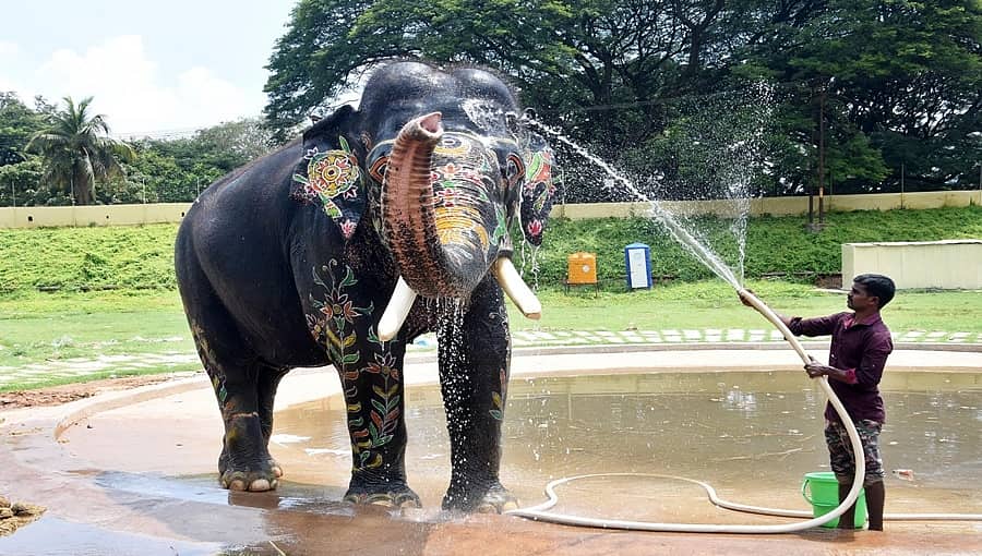 ನನ್ನ ಆನೆಯನ್ನ ಬದುಕಿಸಿಕೊಡಿ, ಇಲ್ಲವೇ ಅರ್ಜುನನ ಜೊತೆ ನಮ್ಮನ್ನೂ ಮಣ್ಣು ಮಾಡಿ: ಮಾವುತನ ಗೋಳಾಟ