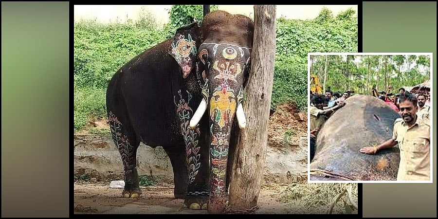 ಅರಣ್ಯಾಧಿಕಾರಿಗಳ ಮಿಸ್ ಫೈರ್ ಗುಂಡು ಅರ್ಜುನನ ಕಾಲಿಗೆ ತಗುಲಿತ್ತು: ಮಾವುತ ಆರೋಪ