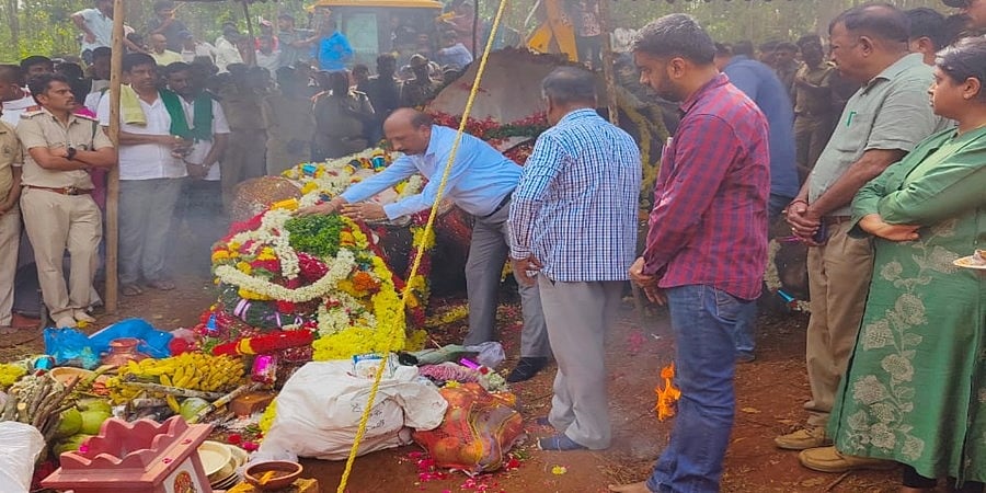 ಚೂಪಾದ ಮರದ ತುಂಡು ತುಳಿದು 'ಅರ್ಜುನ'ನಿಗೆ ಗಾಯವಾಗಿತ್ತೇ ಹೊರತು ಗುಂಡೇಟಿನಿಂದಲ್ಲ: ಅರಣ್ಯ ಇಲಾಖೆ ಸ್ಪಷ್ಟನೆ