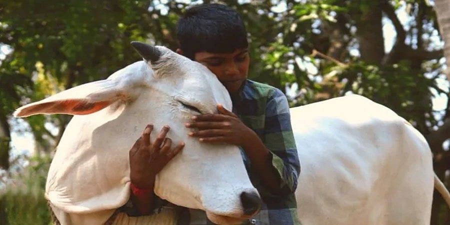 ಫೆ.14 ರಂದು ಗೋವು ಅಪ್ಪಿಕೊಳ್ಳುವ ದಿನ ಆಚರಣೆಯ ಕರೆ ಹಿಂಪಡೆದ ಪ್ರಾಣಿ ಕಲ್ಯಾಣ ಮಂಡಳಿ