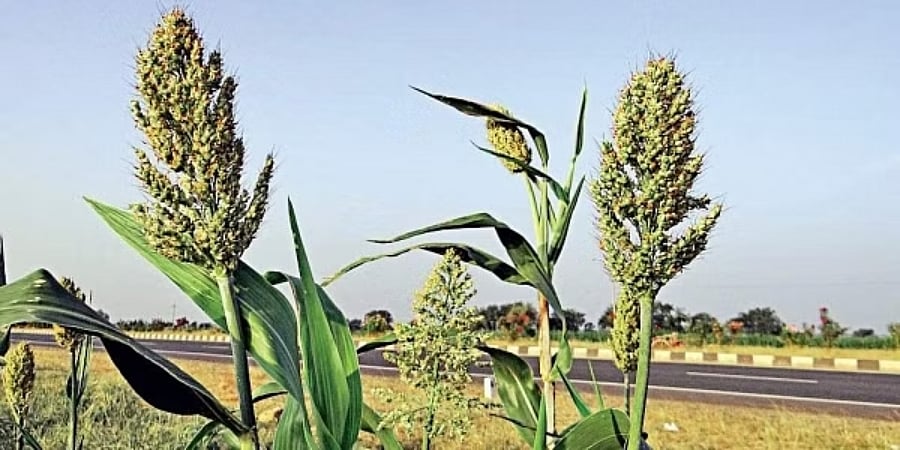 ಜೋಳದ ಕೊರತೆ: 2 ಹೊಸ ತಳಿಗಳನ್ನು ಅಭಿವೃದ್ಧಿಪಡಿಸಿದ ವಿಜಯಪುರದ ಪ್ರಾದೇಶಿಕ ಕೃಷಿ ಸಂಶೋಧನಾ ಕೇಂದ್ರ 