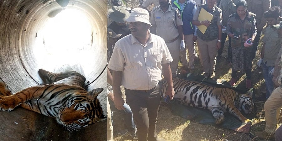 ತುಮಕೂರು: ಗಂಡು ಹುಲಿ ಮೃತದೇಹ ಪತ್ತೆ, ಬೇರೆಡೆ ಕೊಂದು ಇಲ್ಲಿ ಹಾಕಿರುವ ಶಂಕೆ, ಪೊಲೀಸ್ ತನಿಖೆ