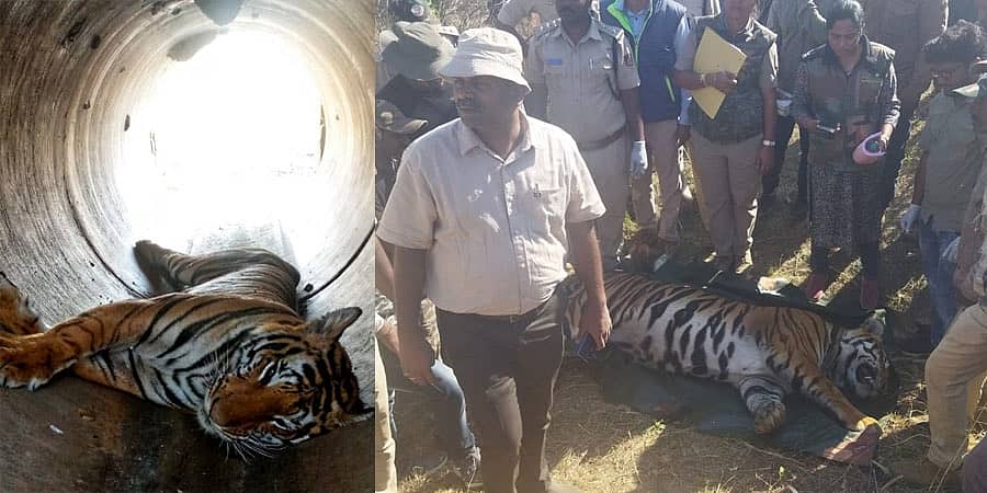 ತುಮಕೂರು: ಗಂಡು ಹುಲಿ ಮೃತದೇಹ ಪತ್ತೆ, ಬೇರೆಡೆ ಕೊಂದು ಇಲ್ಲಿ ಹಾಕಿರುವ ಶಂಕೆ, ಪೊಲೀಸ್ ತನಿಖೆ