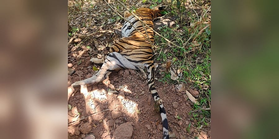 ಕೊಡಗು: ಇಬ್ಬರನ್ನು ಬಲಿಪಡೆದಿದ್ದ ಹುಲಿ ಸೆರೆ