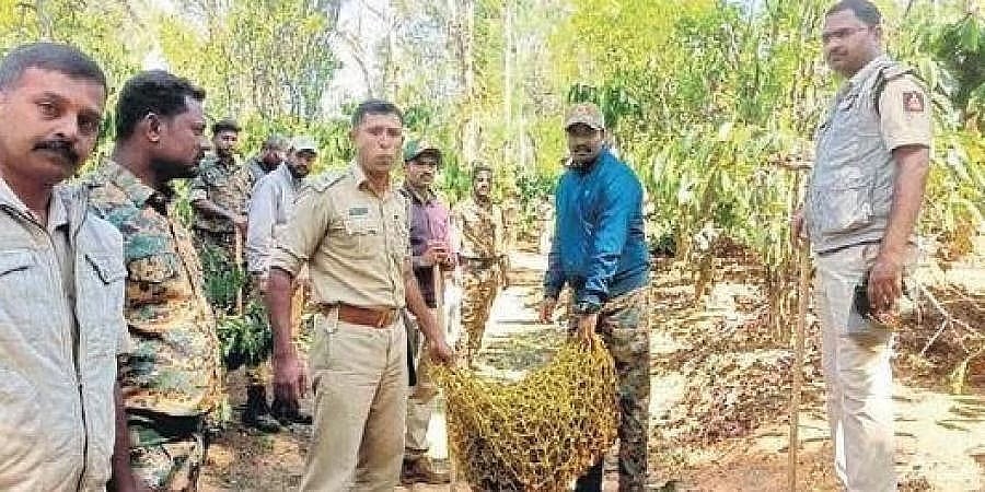 ಹುಲಿ ದಾಳಿಗೆ ಇಬ್ಬರು ಬಲಿ: ಅರಣ್ಯ ಇಲಾಖೆ ಅಧಿಕಾರಿಗಳ ವಿರುದ್ಧ ಕ್ರಮಕ್ಕೆ ಆಗ್ರಹ