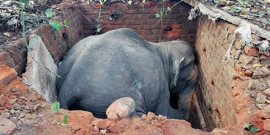 ಮಡಿಕೇರಿ: ಶೌಚಗುಂಡಿಗೆ ಬಿದ್ದ ಕಾಡಾನೆ ಸಾವು