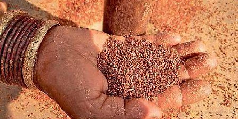 ಸಿರಿಧಾನ್ಯಗಳ ಇತಿಹಾಸ ತಿಳಿಸಲು ಕೃಷಿ ವಿಜ್ಞಾನಗಳ ವಿಶ್ವವಿದ್ಯಾಲಯದಲ್ಲಿ 'ಮಿಲೆಟ್ಸ್ ಗ್ಯಾಲರಿ' ಸ್ಥಾಪನೆ