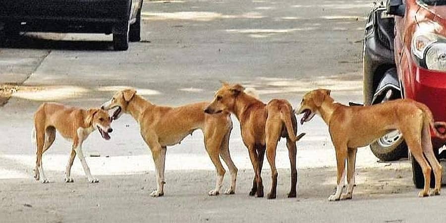 ಬೆಂಗಳೂರು: ಬೀದಿ ನಾಯಿಗಳಿಗೆ ಊಟ ಹಾಕಿದ್ದಕ್ಕೆ ಮಹಿಳಾ ಟೆಕ್ಕಿ ಮೇಲೆ ಕುಡುಗೋಲಿನಿಂದ ಹಲ್ಲೆ!