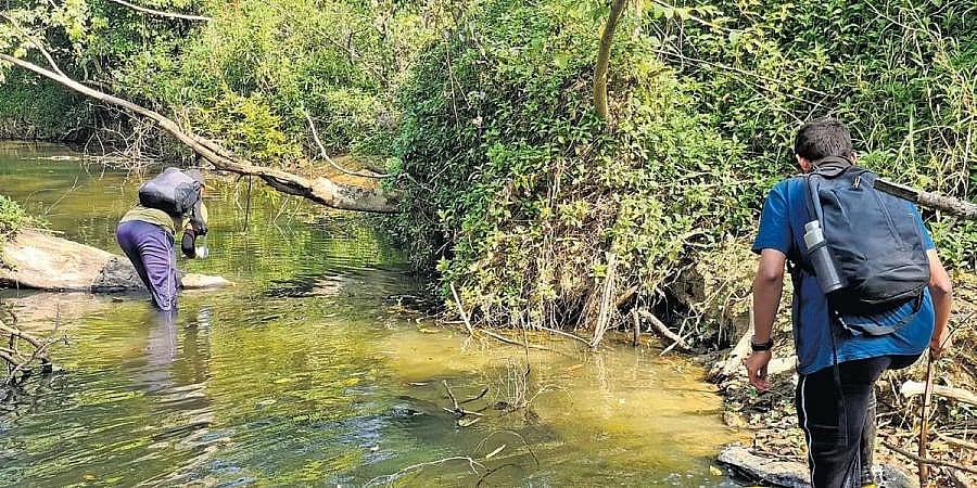 ಅಳಿವಿನಂಚಿನಲ್ಲಿರುವ 'ಕೊಯ್ಲೆ ಮೀನು': ರಕ್ಷಣೆಗೆ 'ಕೊಯ್ಲೆಮೀನ್ ಪ್ರಾಜೆಕ್ಟ್' ಪ್ರಾರಂಭ